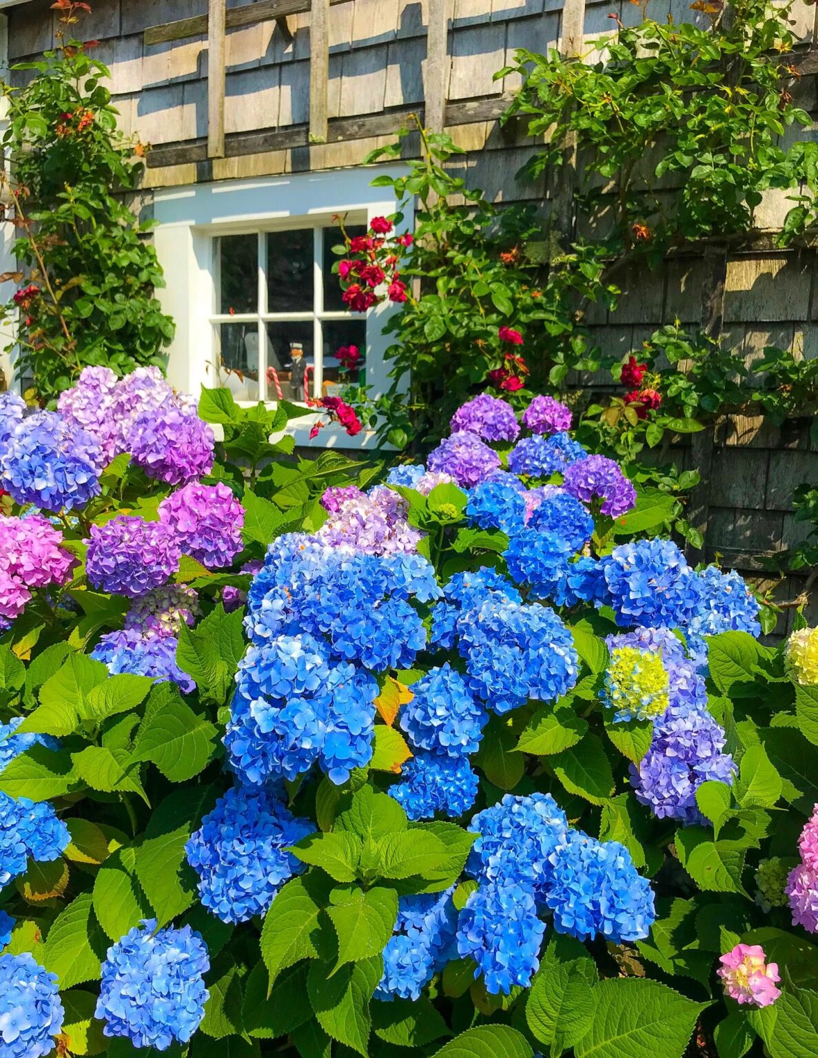 10 Hydrangea Tips, Tricks & Trivia - Shorelines Illustrated