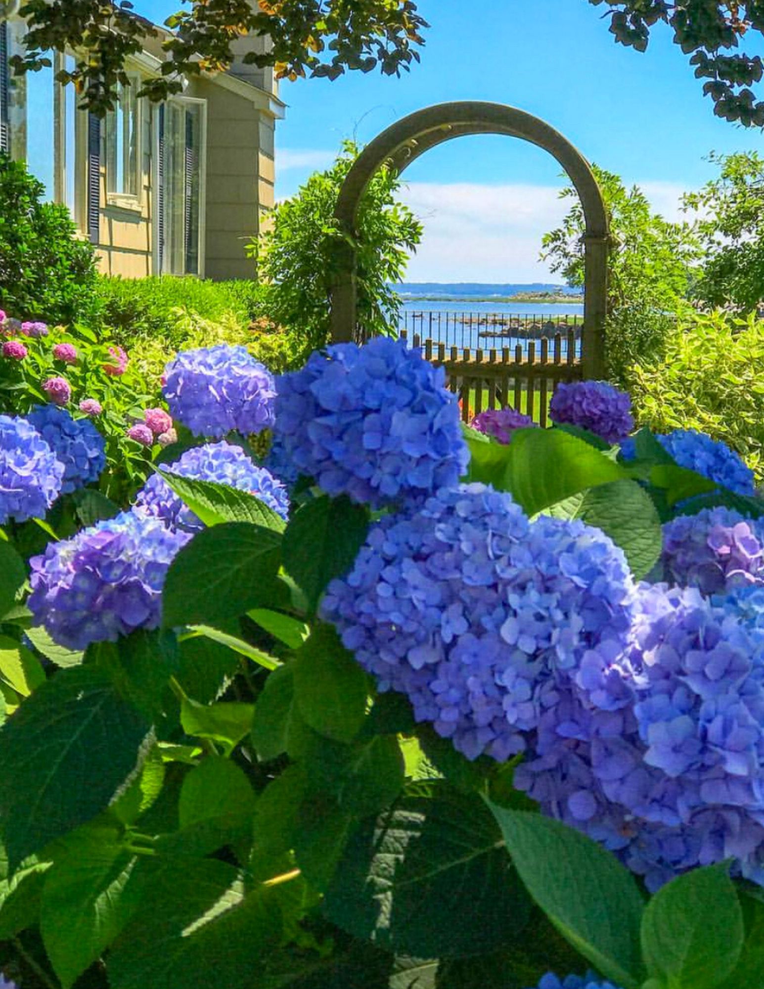 Nantucket Hydrangeas Pop Up Bouquet