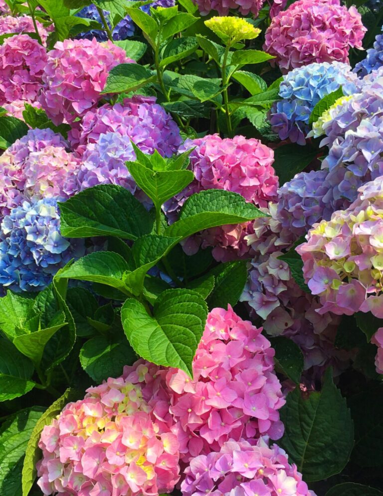 10 Hydrangea Tips, Tricks & Trivia - Shorelines Illustrated