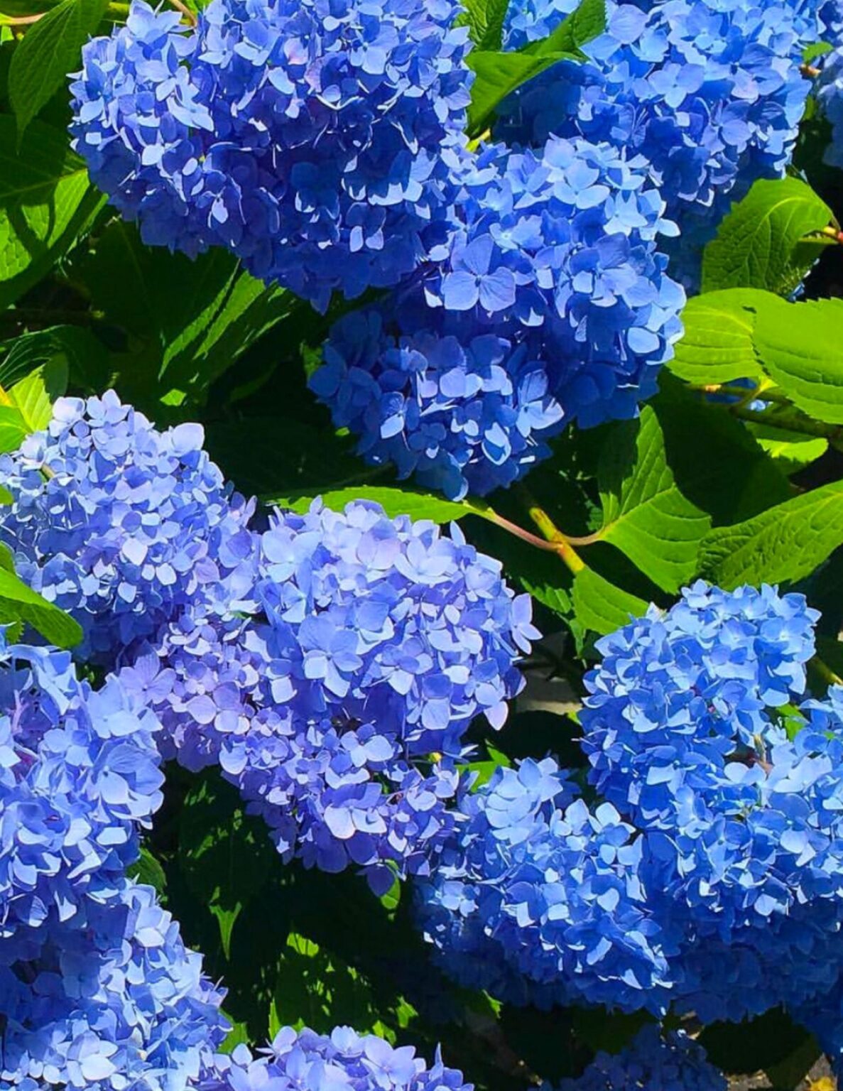 10 Hydrangea Tips, Tricks & Trivia - Shorelines Illustrated