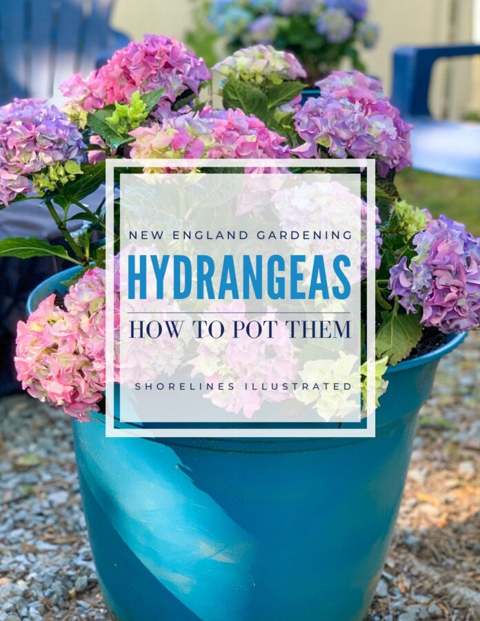 How To Plant Hydrangea Pots - Shorelines Illustrated