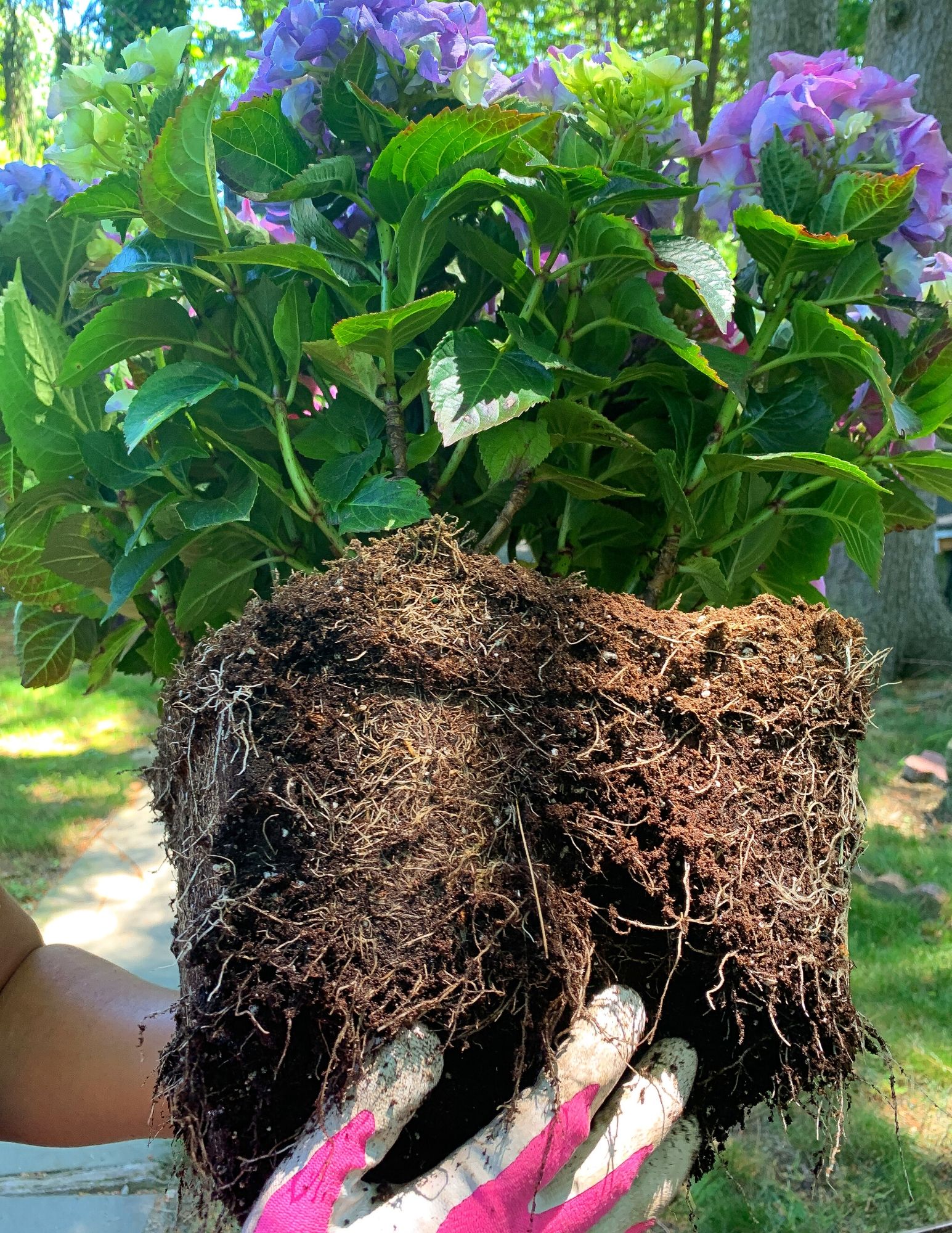 How to Plant Hydrangeas in Pots-12