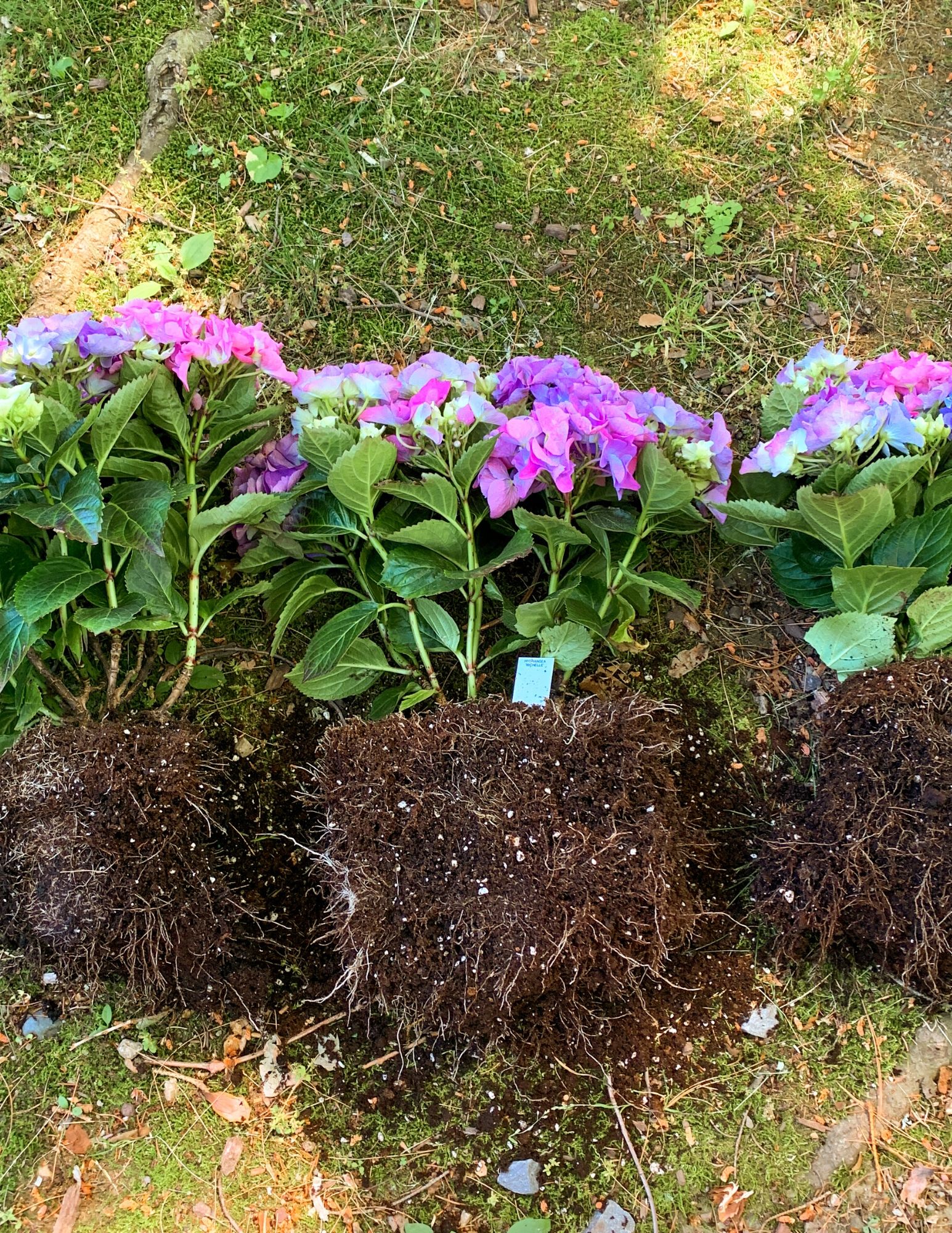 How to Plant Hydrangeas in Pots-16