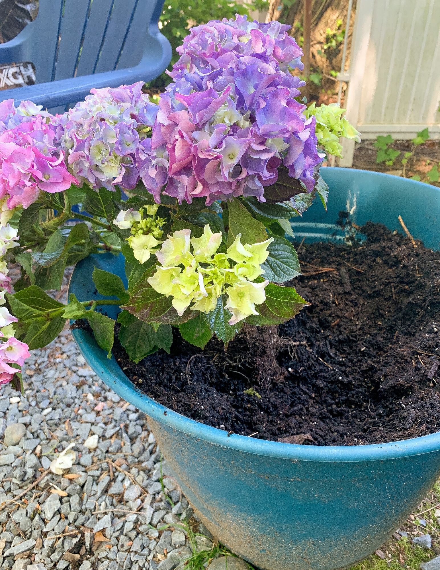 How to Plant Hydrangeas in Pots-17