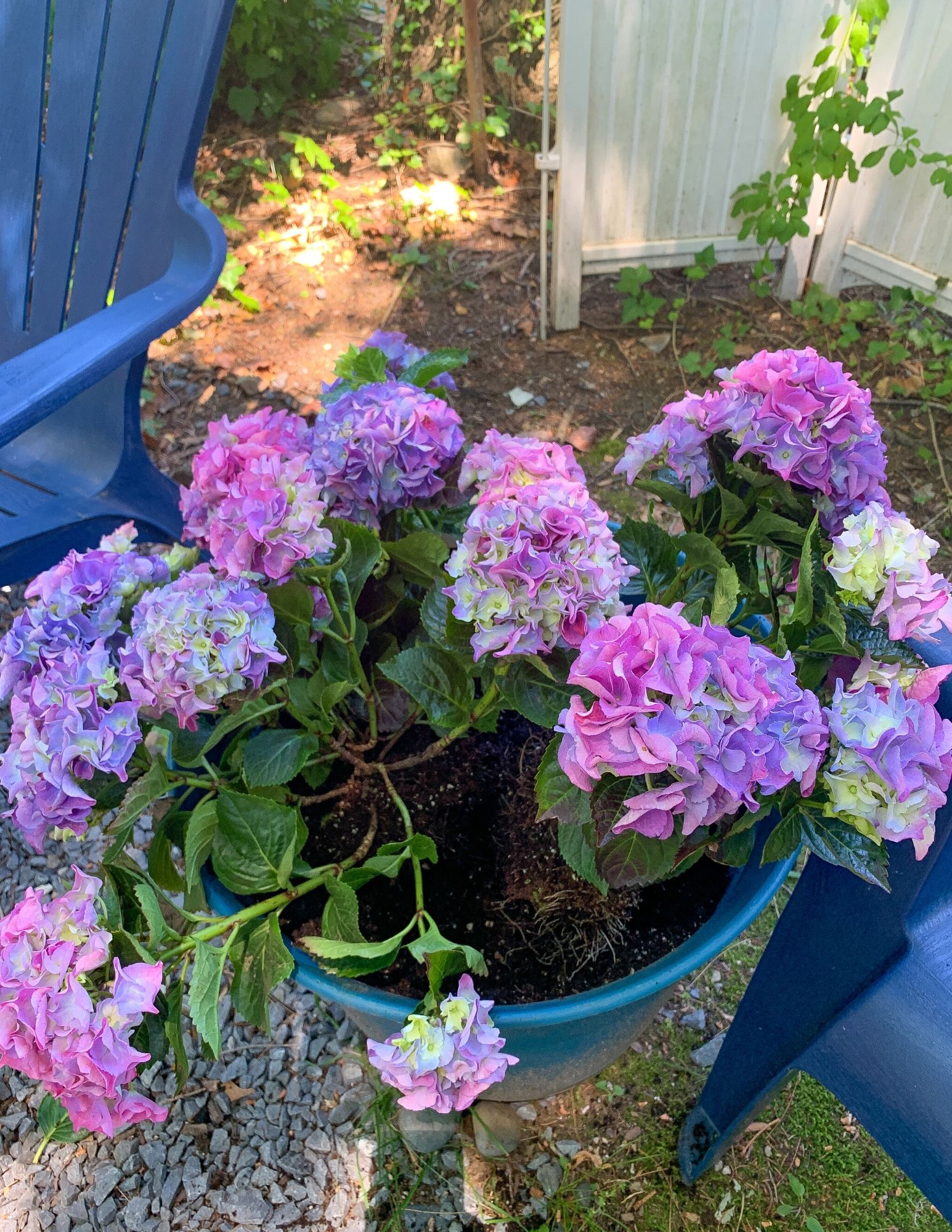 How to Plant Hydrangeas in Pots-18
