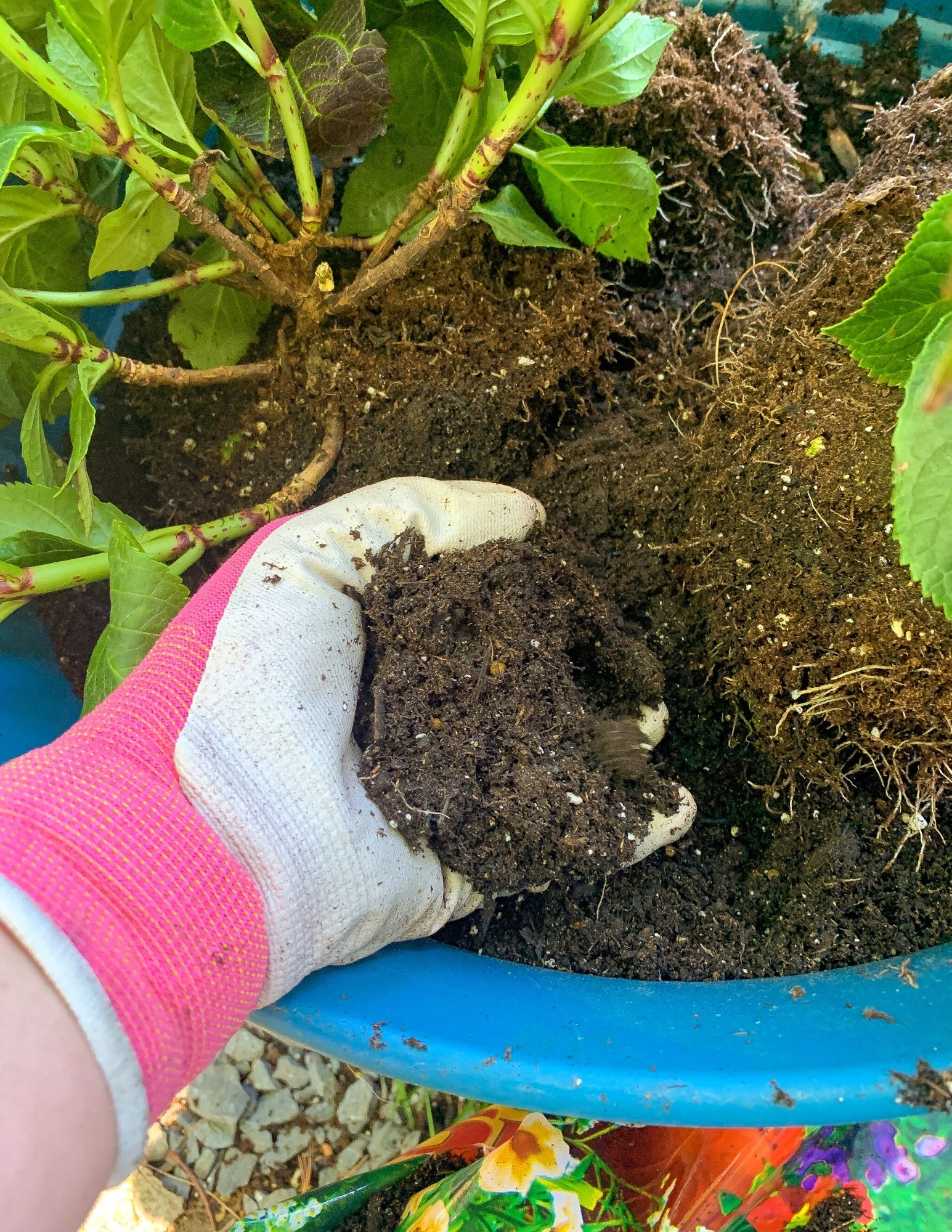 How to Plant Hydrangeas in Pots-19