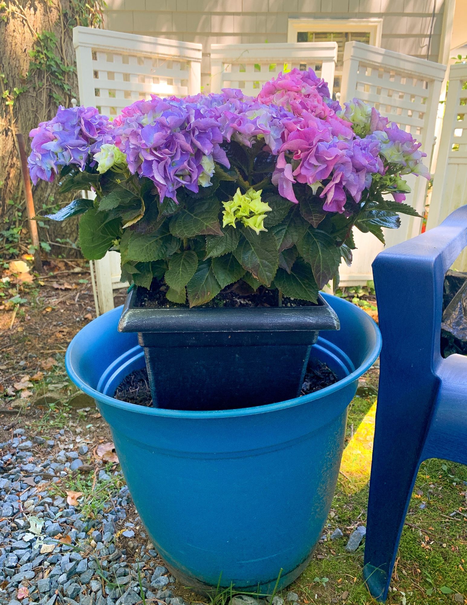 How to Plant Hydrangeas in Pots-2