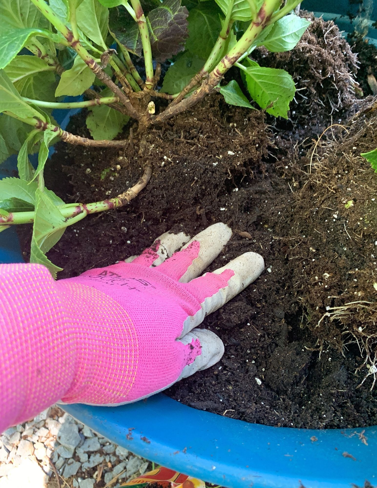 How to Plant Hydrangeas in Pots-20
