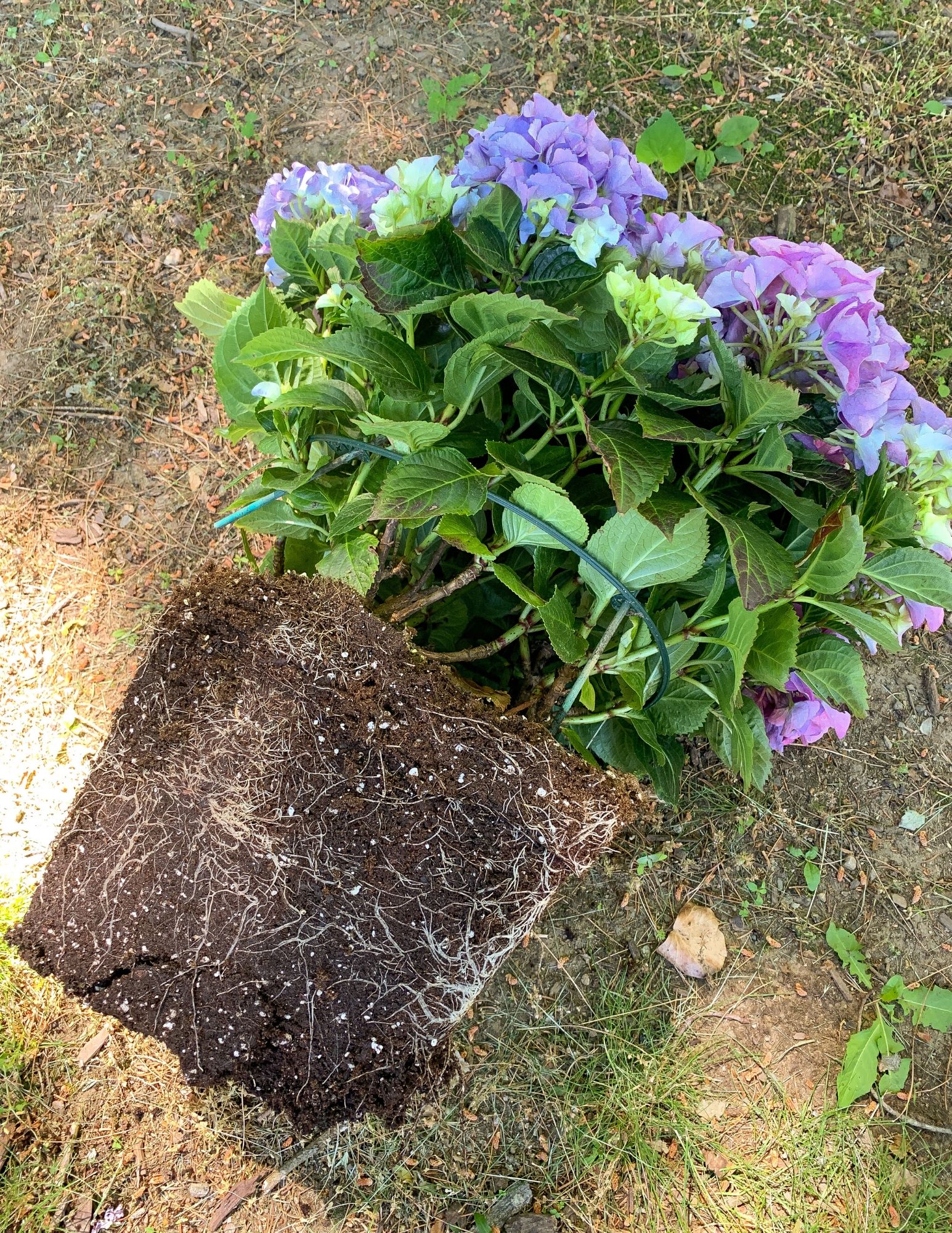 How to Plant Hydrangeas in Pots-7