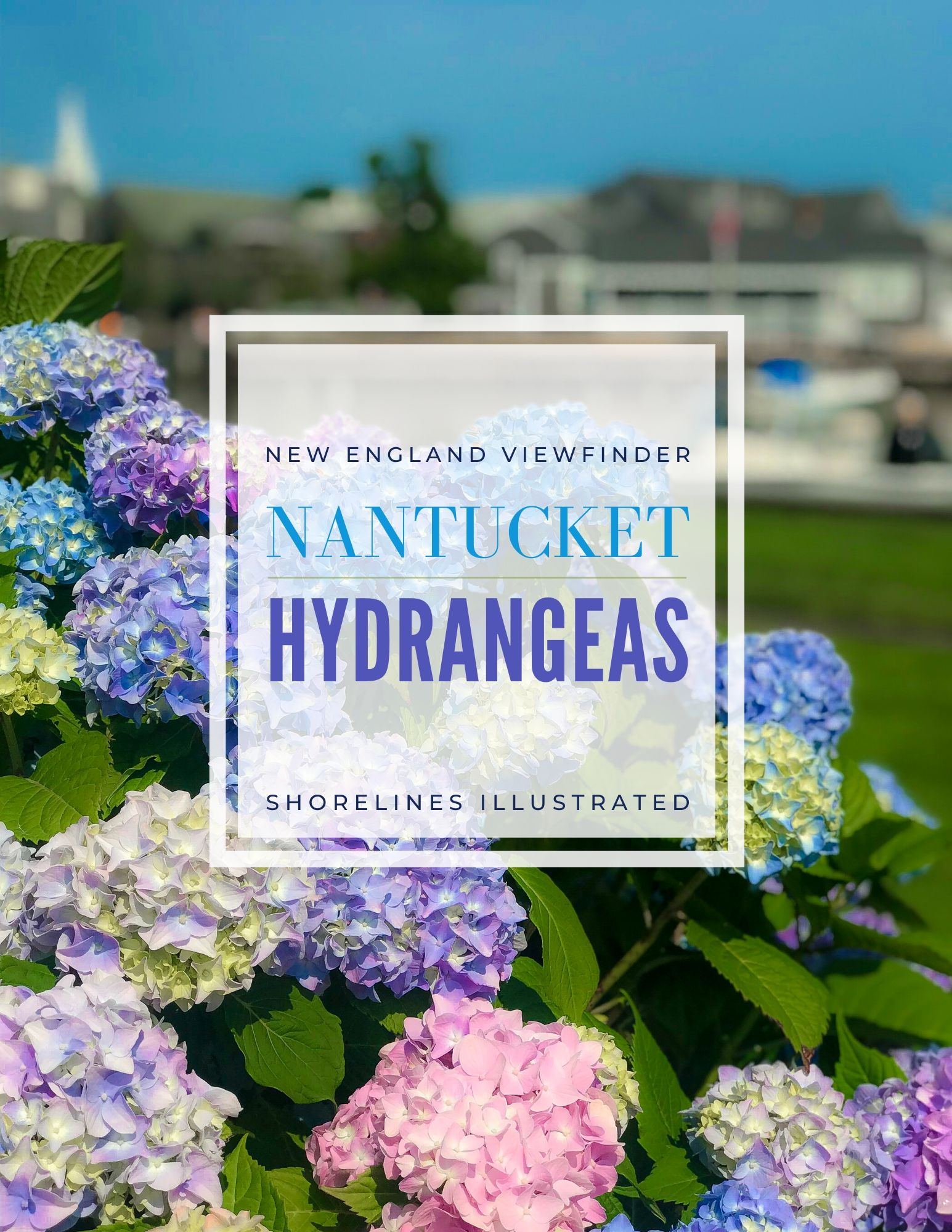 Nantucket Hydrangeas-1