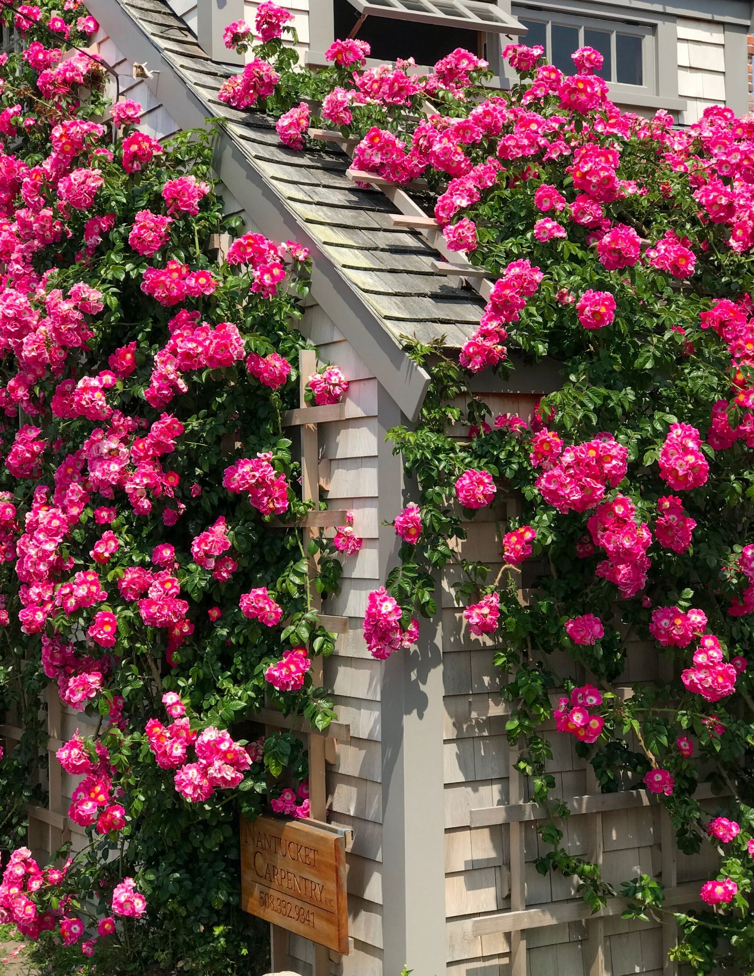 Nantucket Rose Covered Cottages in Sconset-14