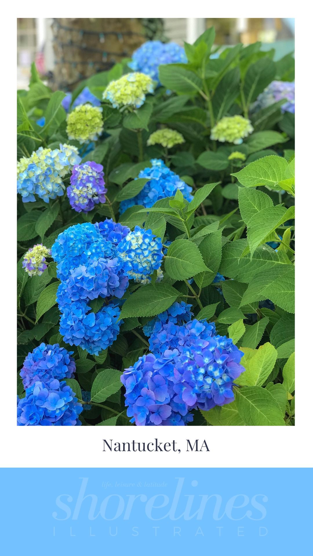 Blue Hydrangeas of New England-1