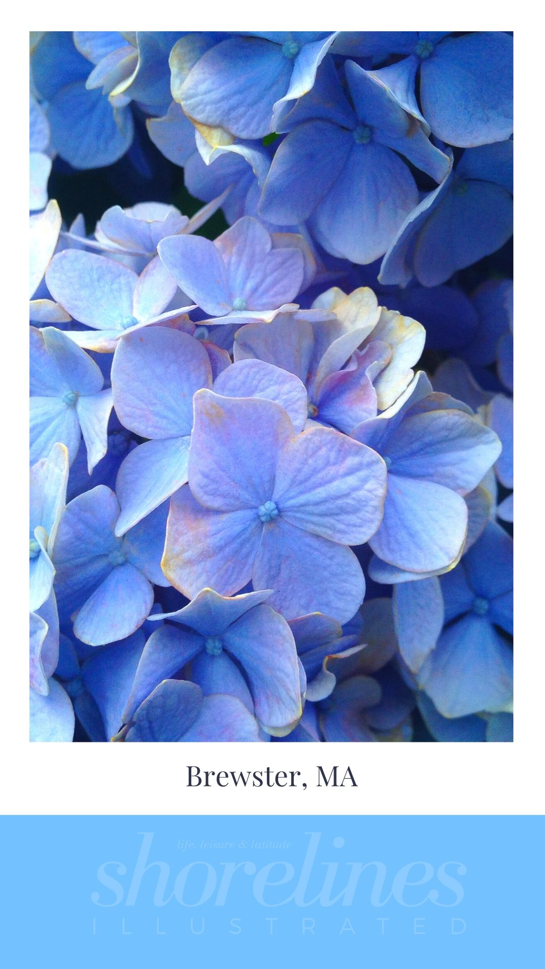 Blue Hydrangeas of New England-11