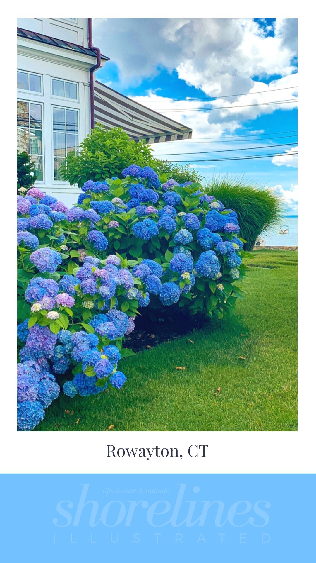 Blue Hydrangeas of New England-12