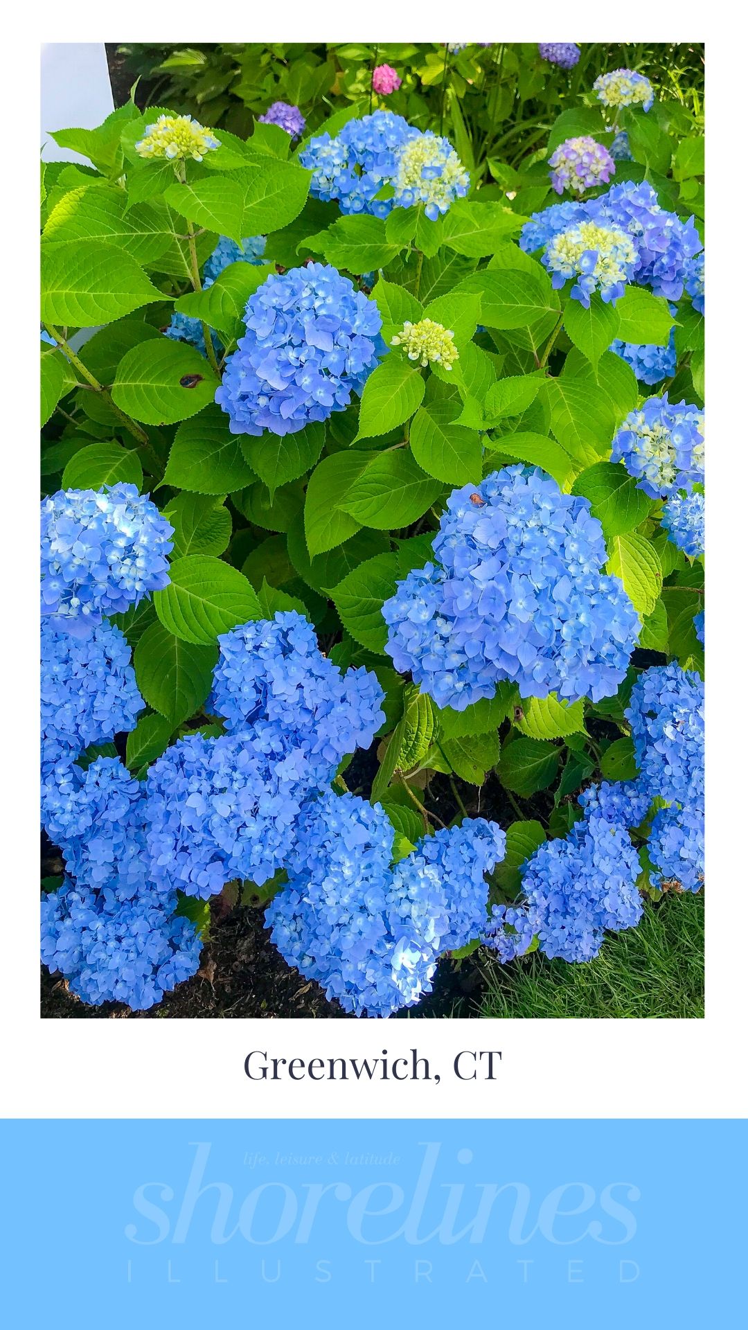Blue Hydrangeas of New England-13