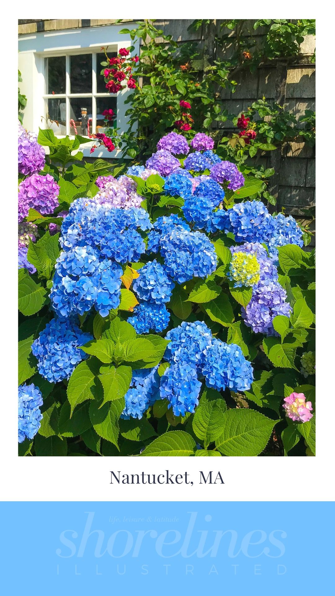 Blue Hydrangeas of New England-15
