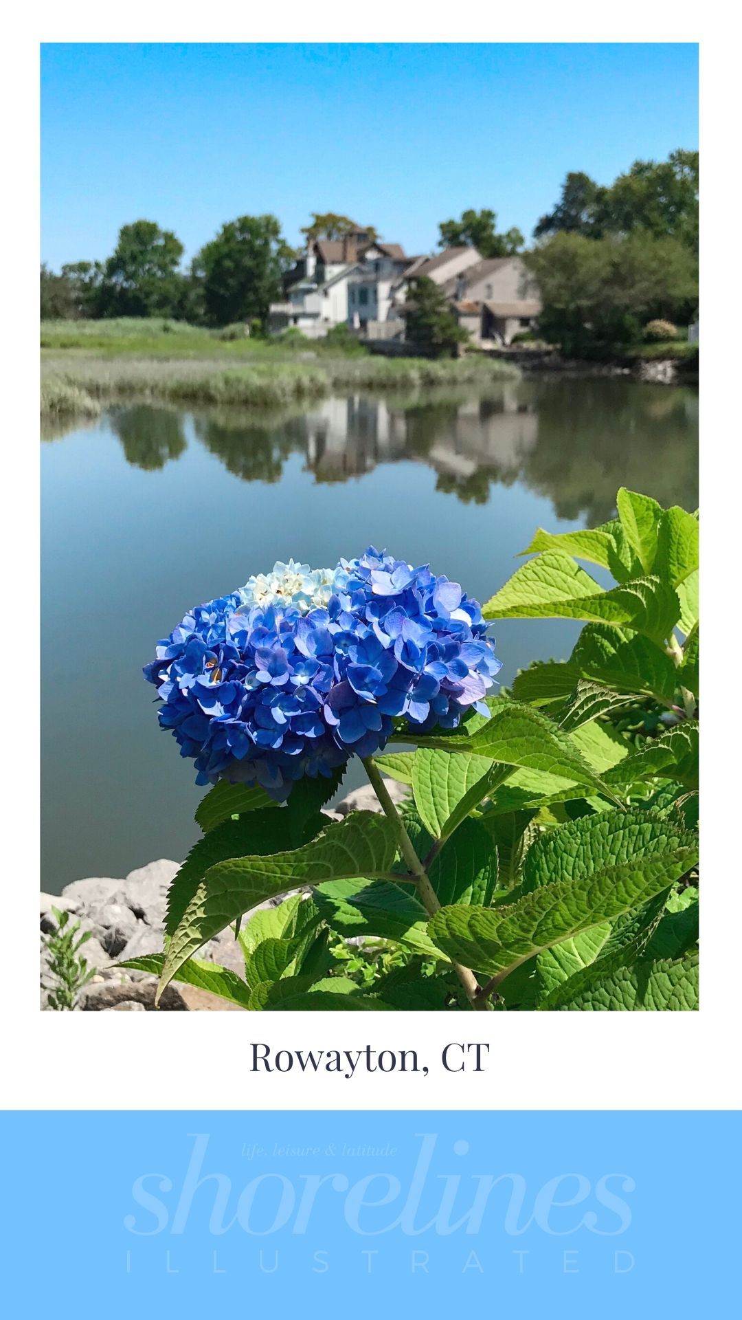 Blue Hydrangeas of New England-16