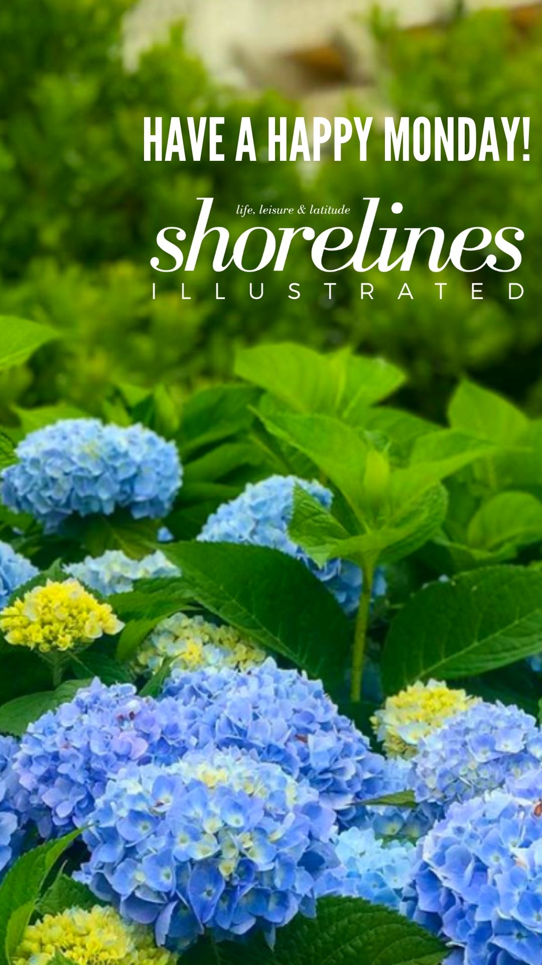 Blue Hydrangeas of New England-19