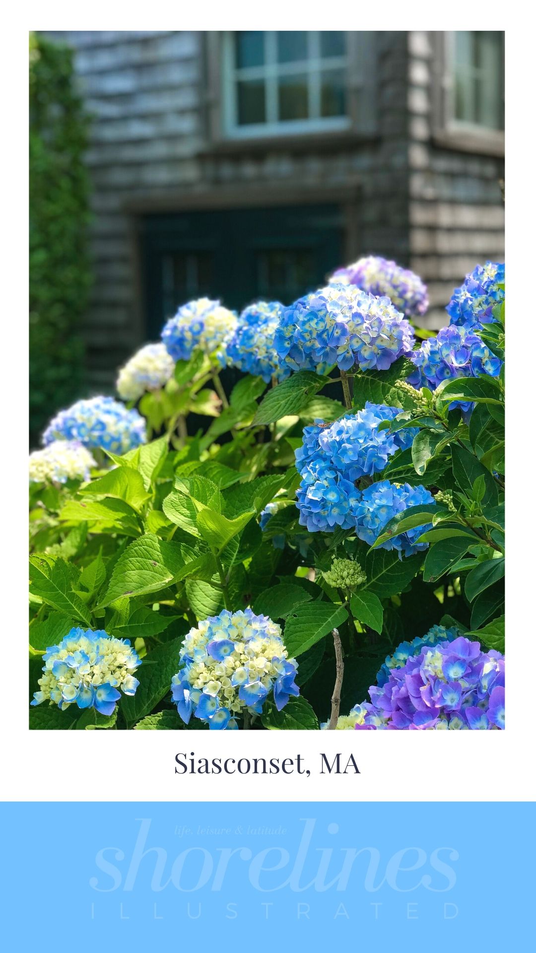 Blue Hydrangeas of New England-2