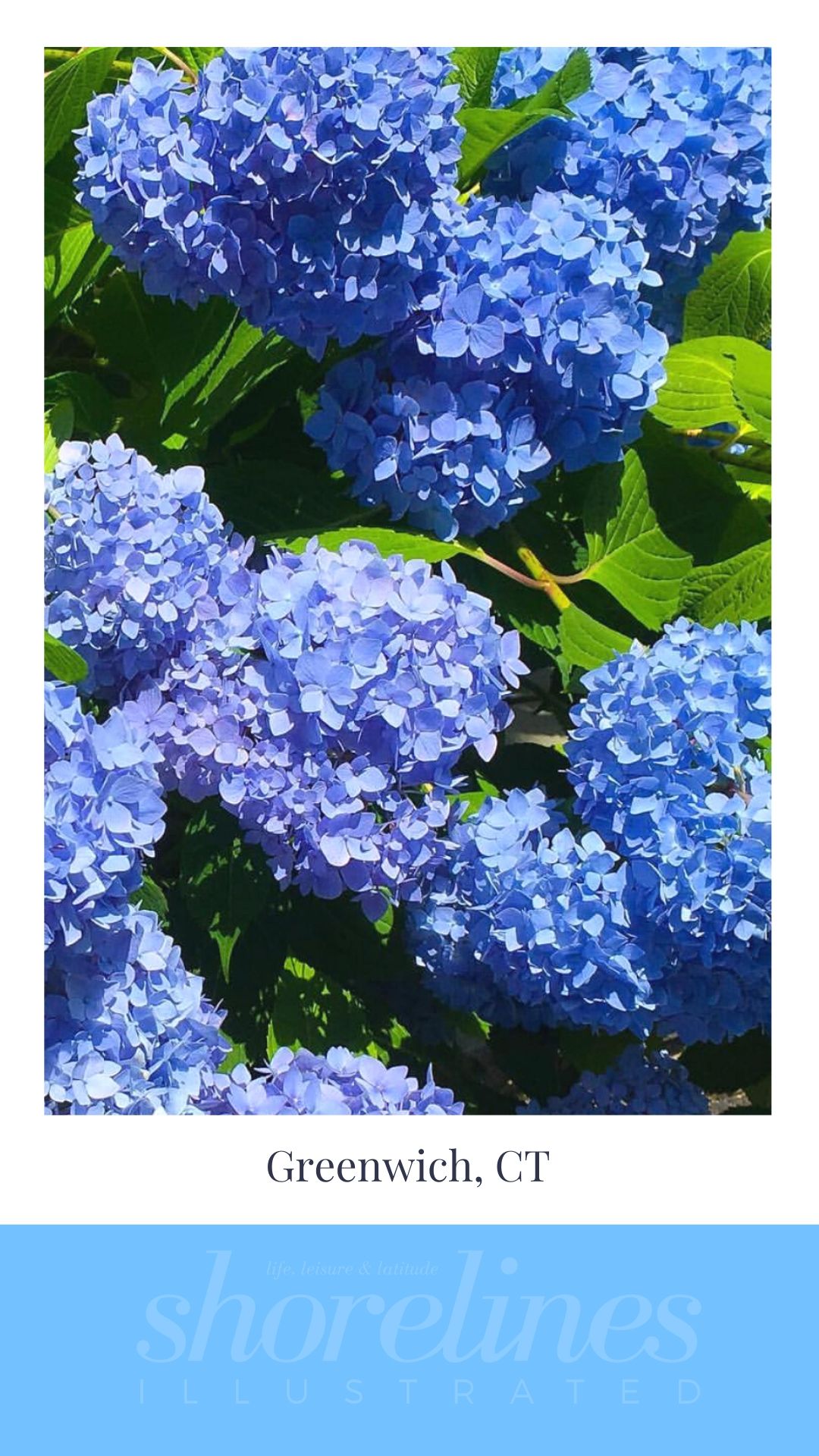 Blue Hydrangeas of New England-4