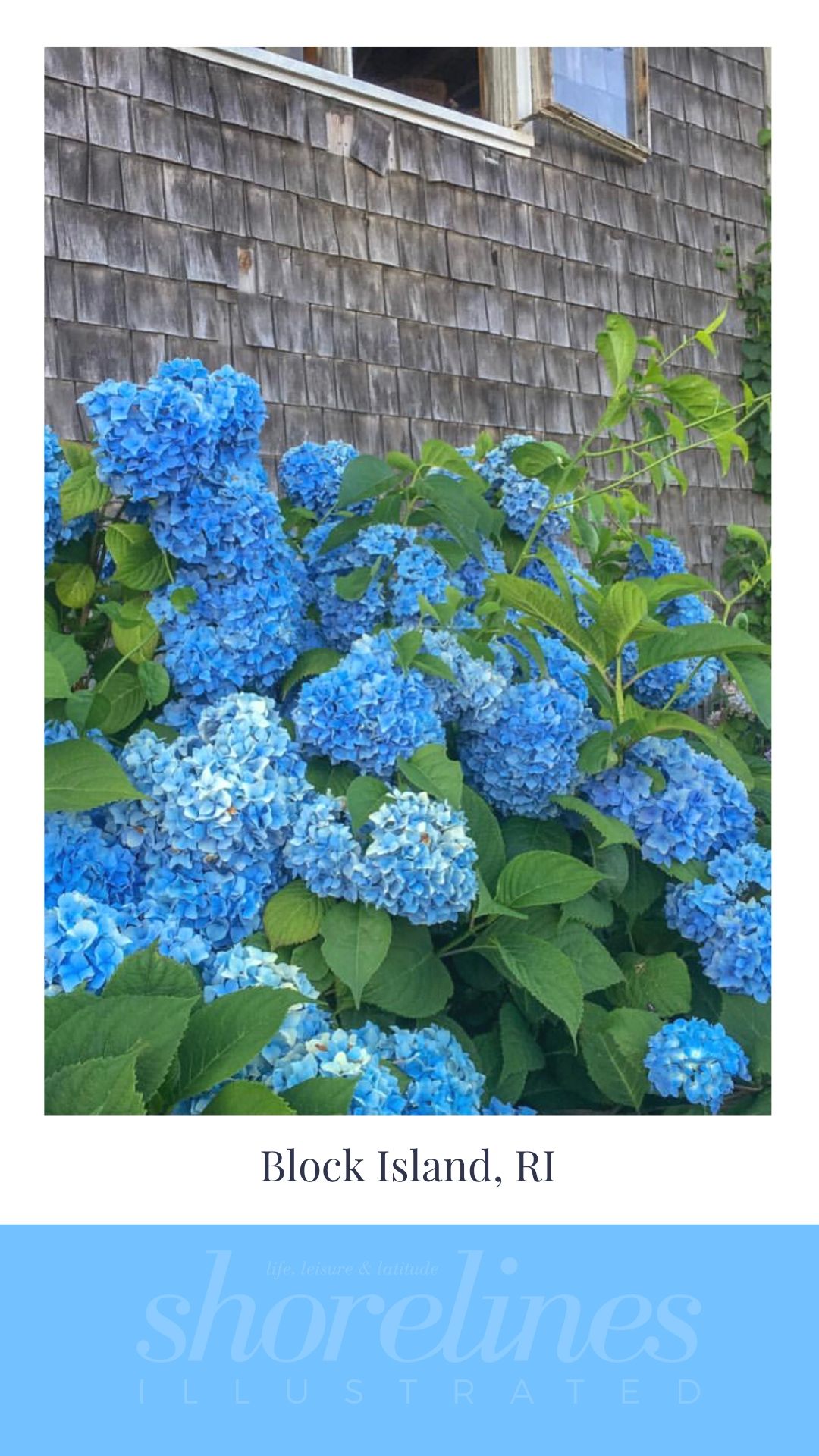 Blue Hydrangeas of New England-5