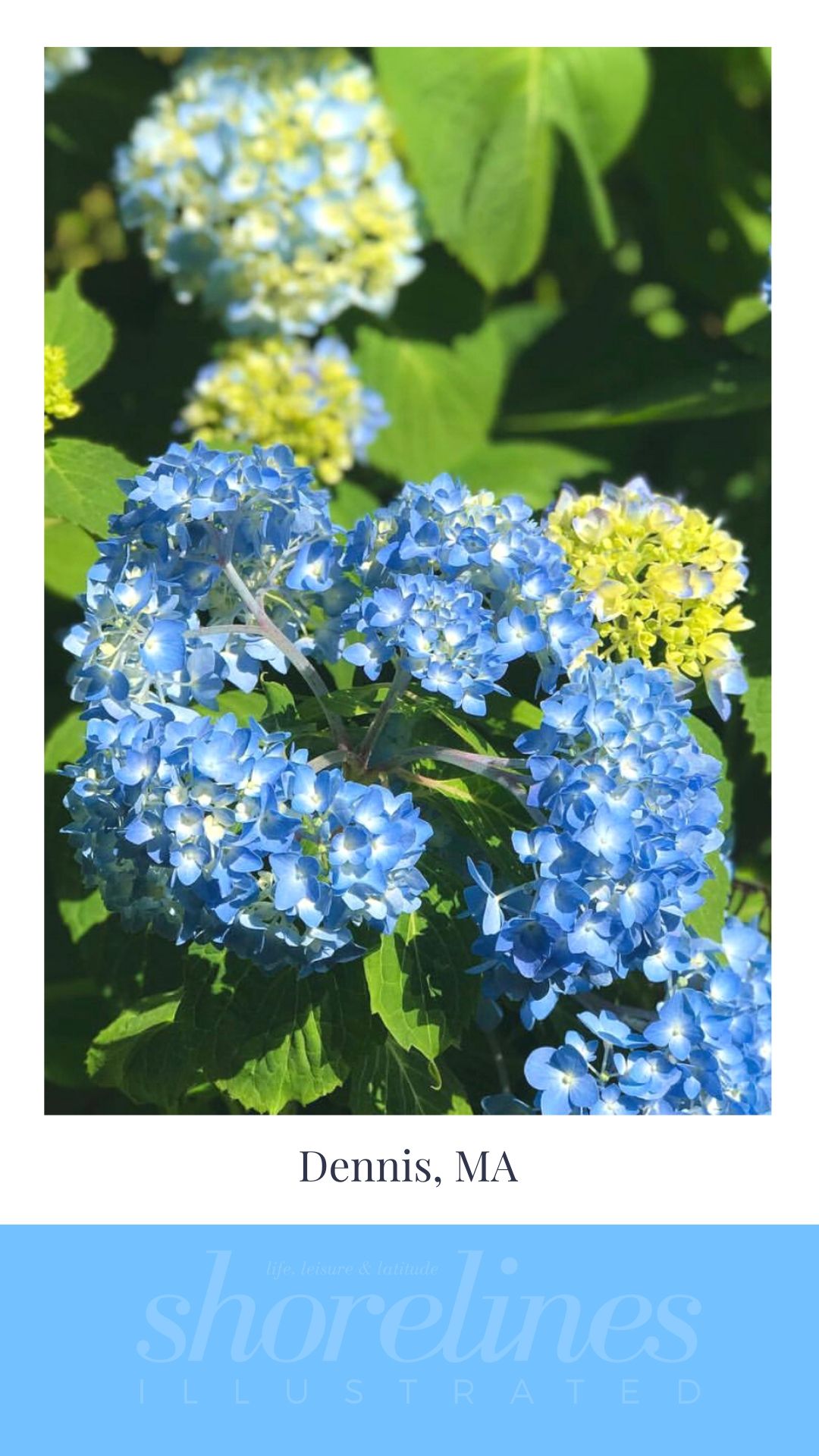Blue Hydrangeas of New England-7