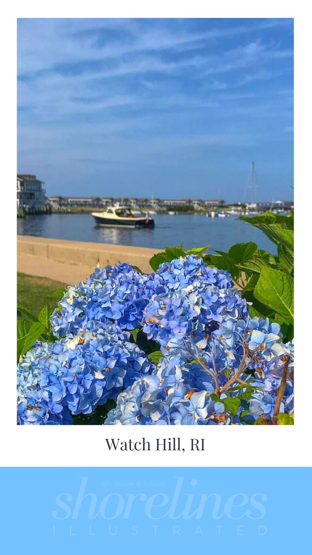 Blue Hydrangeas of New England-8