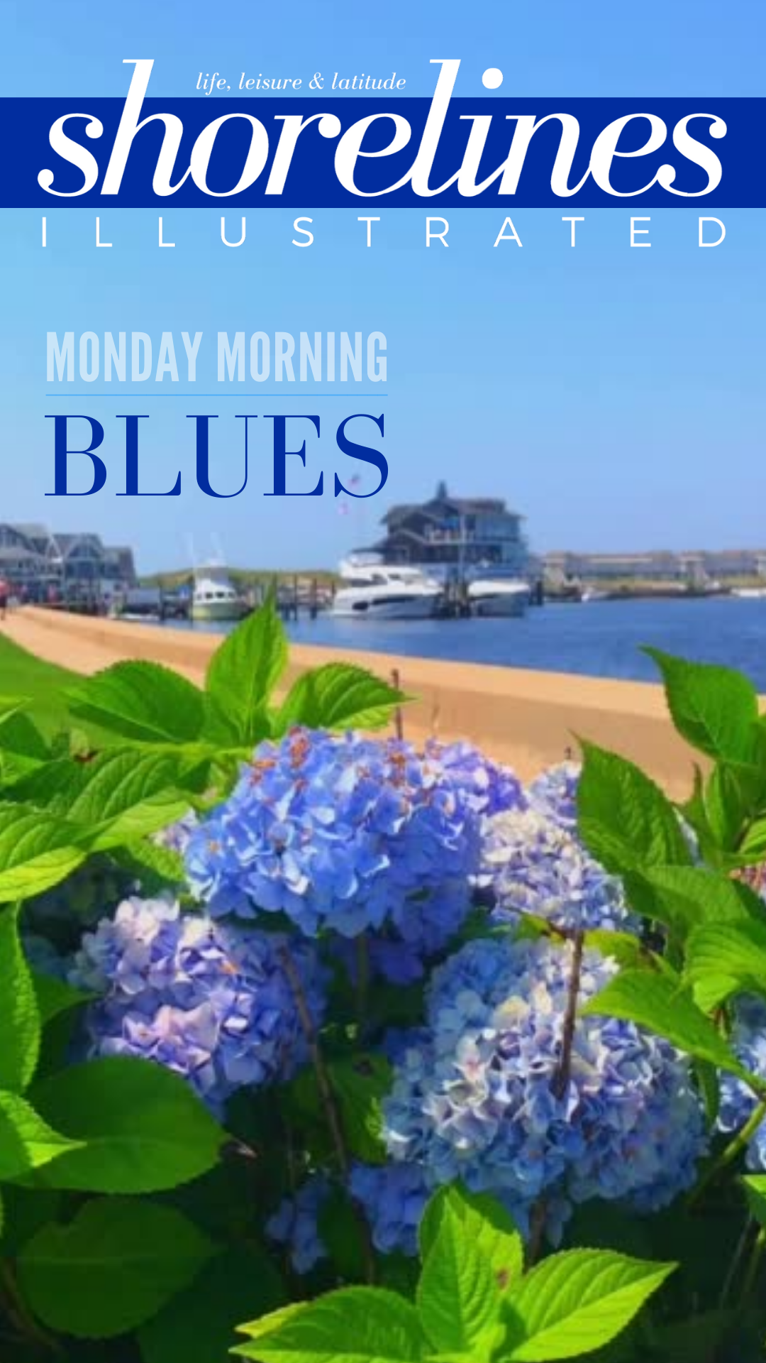 Blue_Hydrangeas_New_England