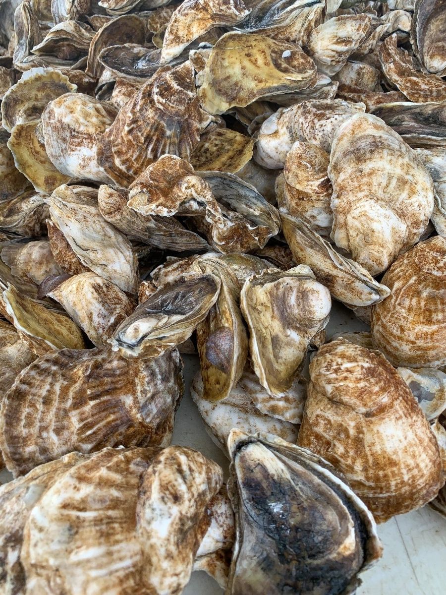Signature-Oyster-Farm-Tour-Katama-Bay-Oysters-Marthas-Vineyard-5