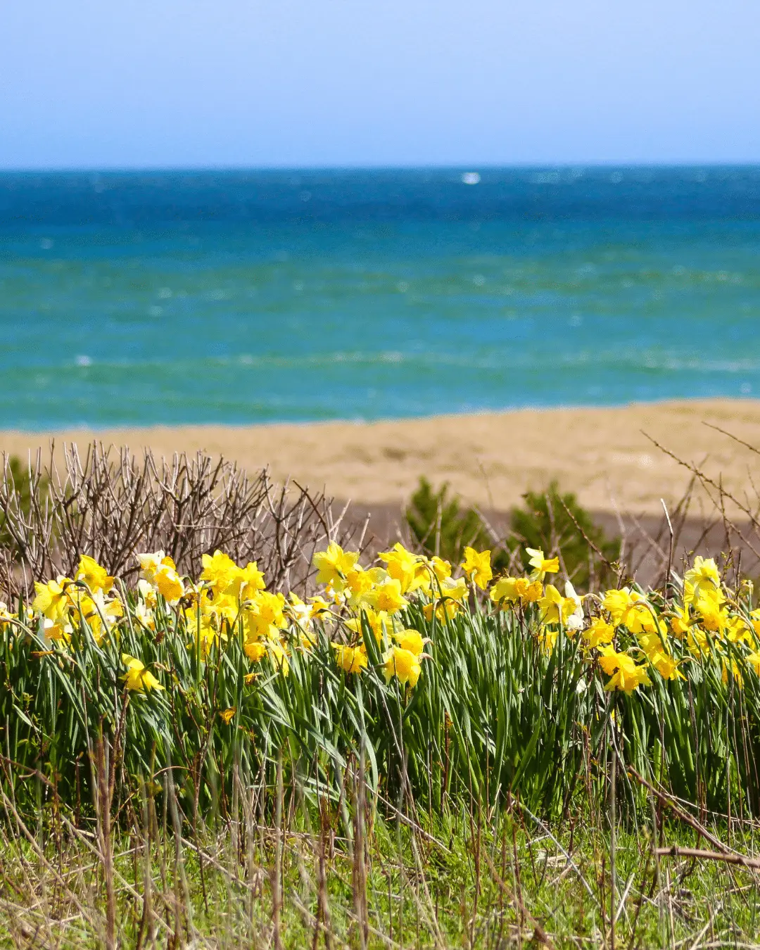 Grasses - Yellow