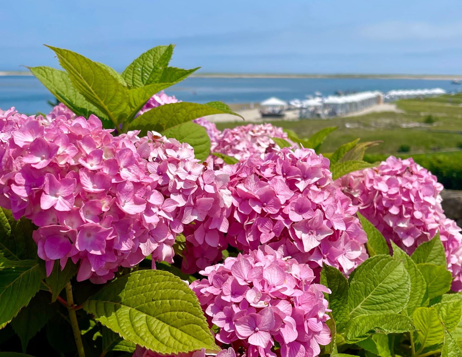 Cape Cod Hydrangea Festival Shorelines Illustrated